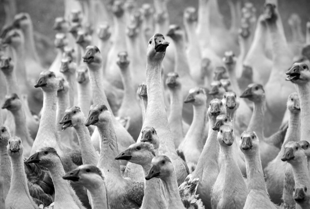 Goose Farm / Ferme aux oies / Гусиная Ферма