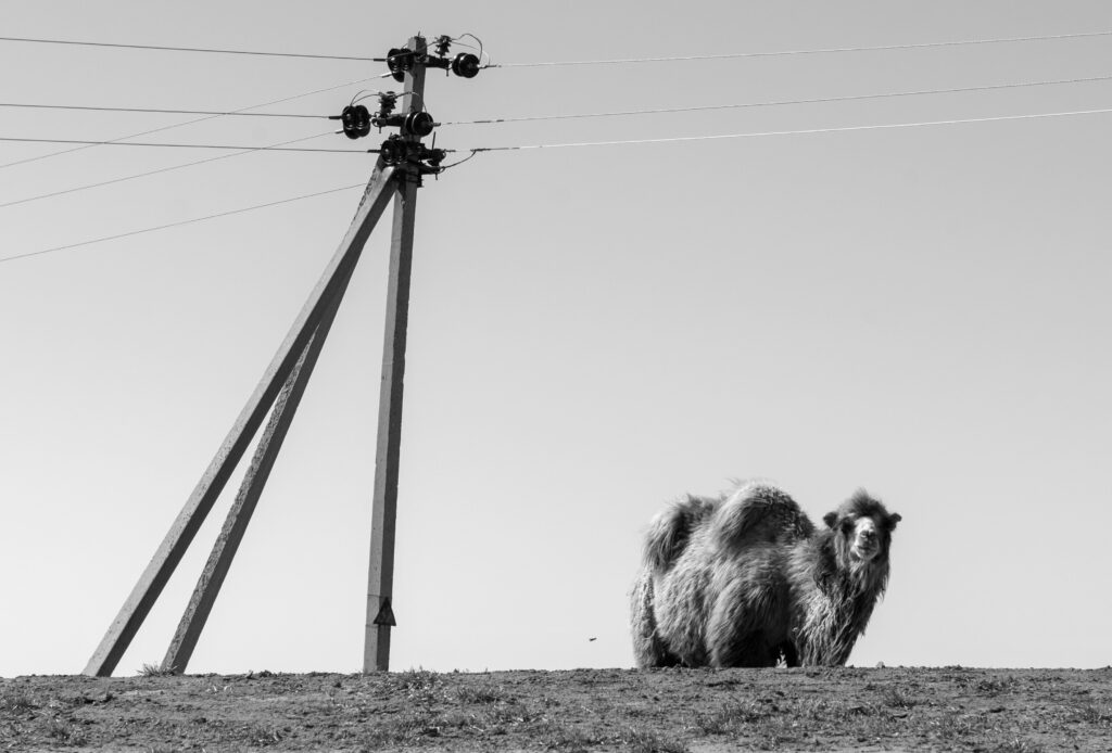 Camel in the desert / Chameau dans le désert / Верблюд в пустыне
